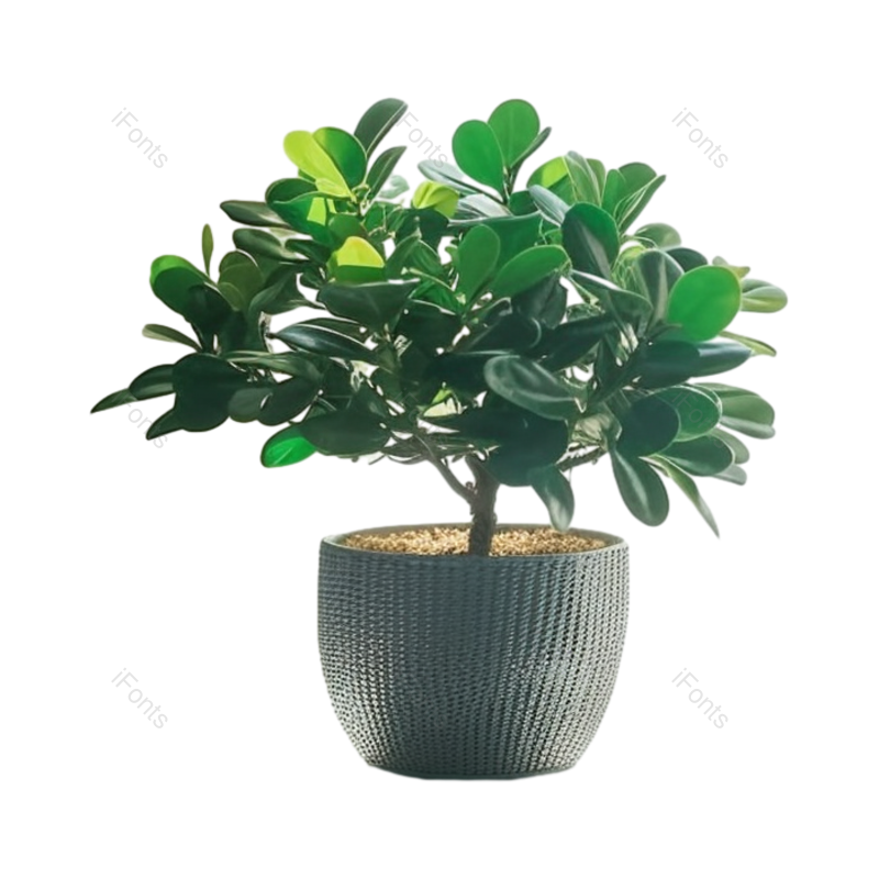 叶子图片,边框元素,装饰PNG,清新免抠素材